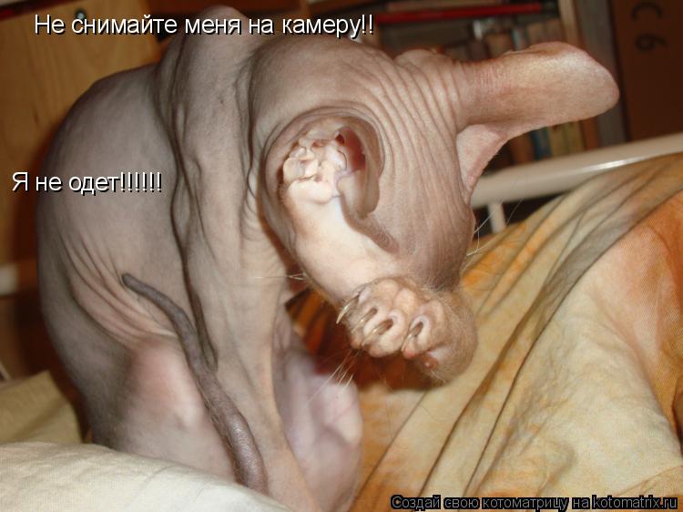 Не снимайте меня на камеру!! Я не одет!!!!!!... Котоматрица: Не снимайте меня на камеру!! Я не одет!!!!!!