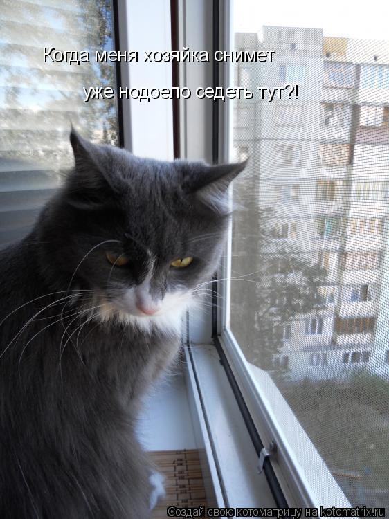 Когда меня хозяйка снимет уже нодоело седеть тут?!... Котоматрица: Когда меня хозяйка снимет уже нодоело седеть тут?!