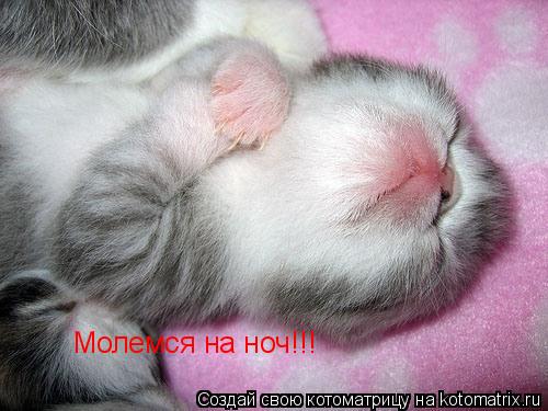 Молемся на ноч!!!... Котоматрица: Молемся на ноч!!!