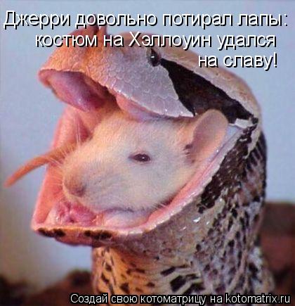 Джерри довольно потирал лапы: костюм на Хэллоуин удался на славу!... Котоматрица: Джерри довольно потирал лапы: костюм на Хэллоуин удался на славу!