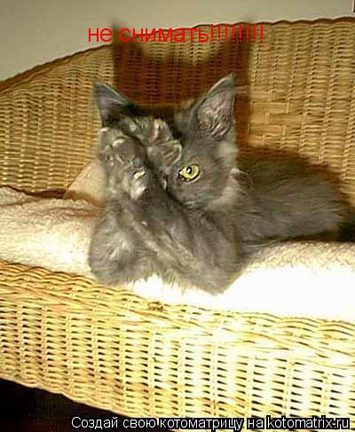 не снимать!!!!!!!!... Котоматрица: не снимать!!!!!!!!