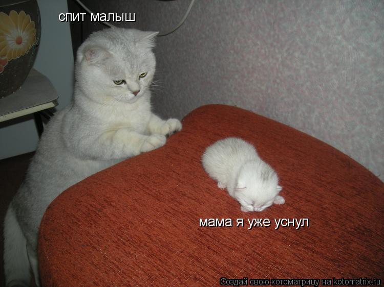 Котоматрица: спит малыш мама я уже уснул