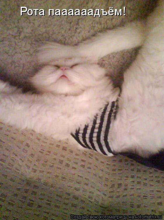 Котоматрица: Рота паааааадъём!