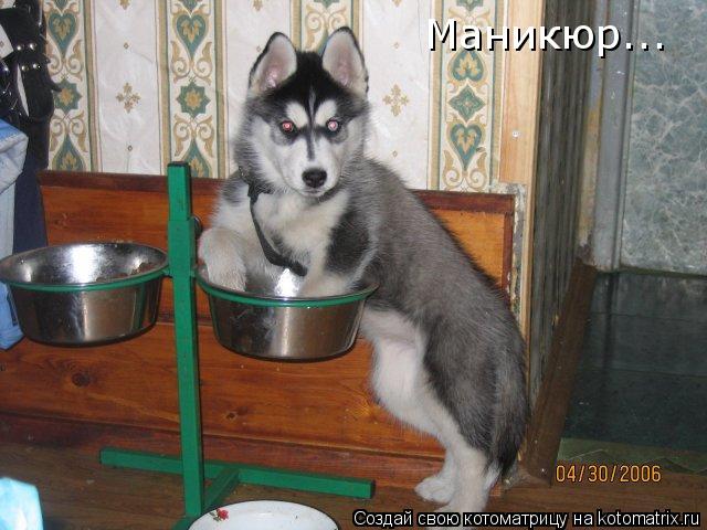 Котоматрица: Маникюр...