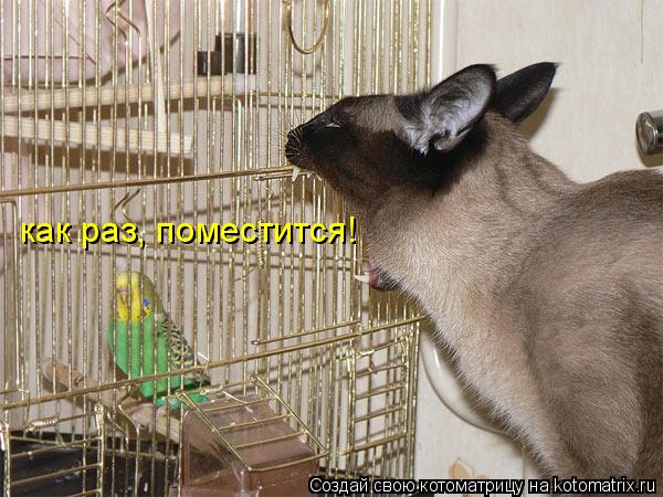 как раз, поместится!... Котоматрица: как раз, поместится!