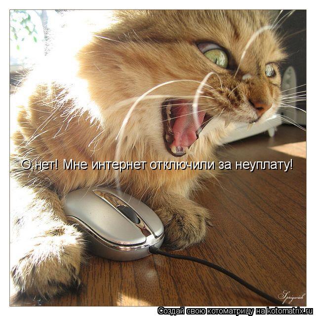 О,нет! Мне интернет отключили за неуплату!... Котоматрица: О,нет! Мне интернет отключили за неуплату!