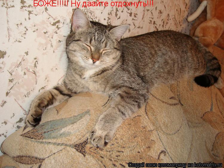 БОЖЕ!!!!! Ну даайте отдохнуть!!!... Котоматрица: БОЖЕ!!!!! Ну даайте отдохнуть!!!