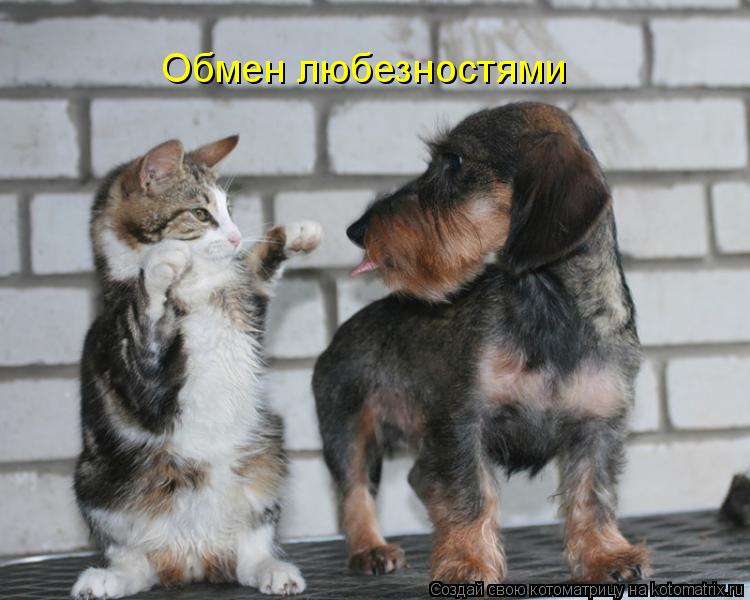 Обмен любезностями... Котоматрица: Обмен любезностями