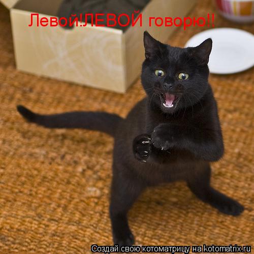 Левой!ЛЕВОЙ говорю!!... Котоматрица: Левой!ЛЕВОЙ говорю!!