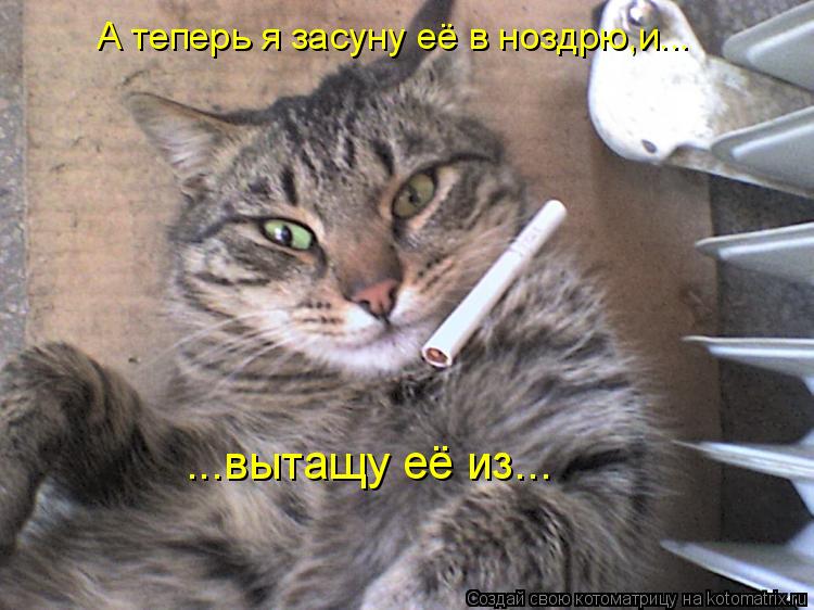 А теперь я засуну её в ноздрю,и... ...вытащу её из...... Котоматрица: А теперь я засуну её в ноздрю,и... ...вытащу её из...