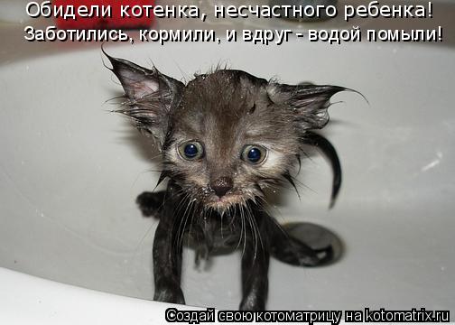 Котоматрица: Обидели котенка, несчастного ребенка! Заботились, кормили, и вдруг - водой помыли!