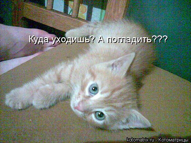 Куда уходишь? А погладить???... Котоматрица: Куда уходишь? А погладить???