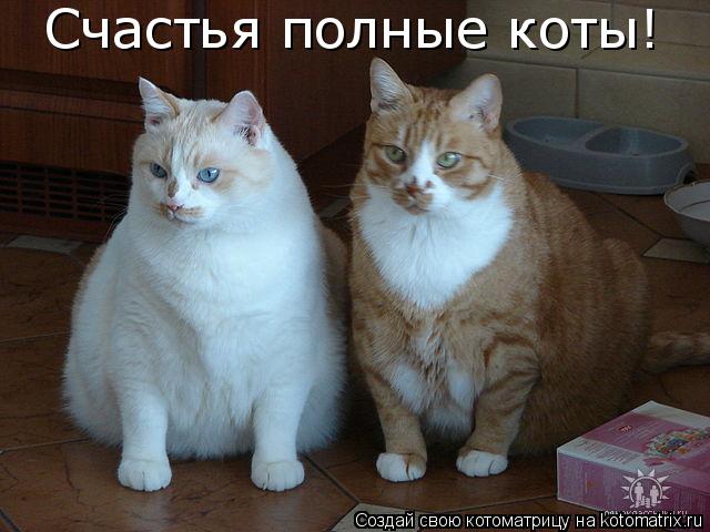 Счастья полные коты!... Котоматрица: Счастья полные коты!