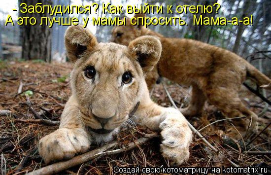 - Заблудился? Как выйти к отелю? А это лучше у мамы спросить. Мама-а-а!... Котоматрица: - Заблудился? Как выйти к отелю? А это лучше у мамы спросить. Мама-а-а!