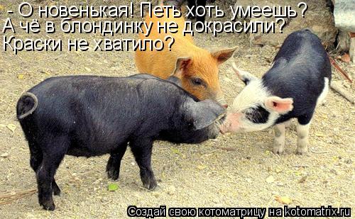 - О новенькая! Петь хоть умеешь? А чё в блондинку не докрасили? Краски не хватило?... Котоматрица: - О новенькая! Петь хоть умеешь? А чё в блондинку не докрасили? Краски не хватило?