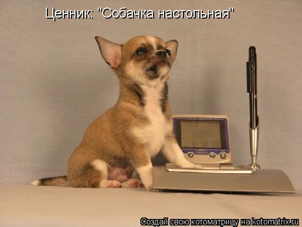 Ценник: "Собачка настольная"... Котоматрица: Ценник: "Собачка настольная"