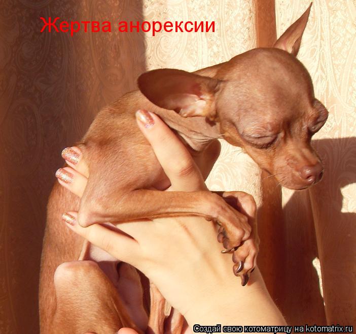 Жертва анорексии... Котоматрица: Жертва анорексии