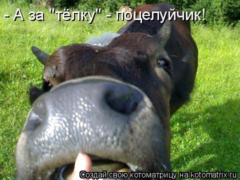 - А за "тёлку" - поцелуйчик!... Котоматрица: - А за "тёлку" - поцелуйчик!