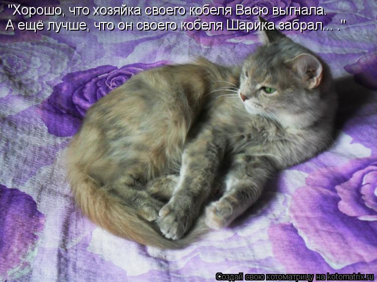 Котоматрица: "Хорошо, что хозяйка своего кобеля Васю выгнала. А ещё лучше, что он своего кобеля Шарика забрал... ."
