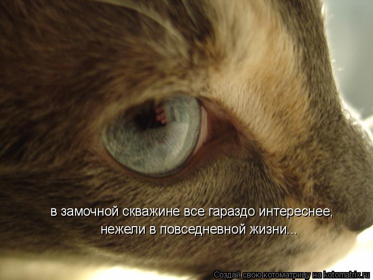 в замочной скважине все гараздо интереснее, нежели в повседневной жизни...... Котоматрица: в замочной скважине все гараздо интереснее, нежели в повседневной жизни...