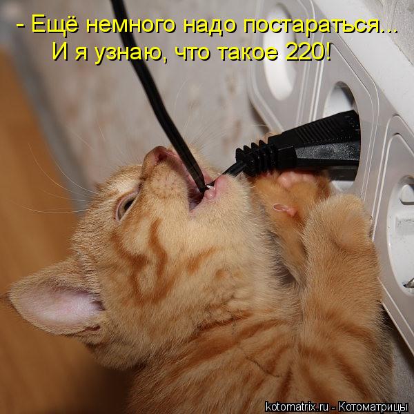 И я узнаю, что такое 220! - Ещё немного надо постараться...... Котоматрица: И я узнаю, что такое 220! - Ещё немного надо постараться...