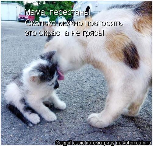 Мама, перестань! Сколько можно повторять: это окрас, а не грязь!... Котоматрица: Мама, перестань! Сколько можно повторять: это окрас, а не грязь!