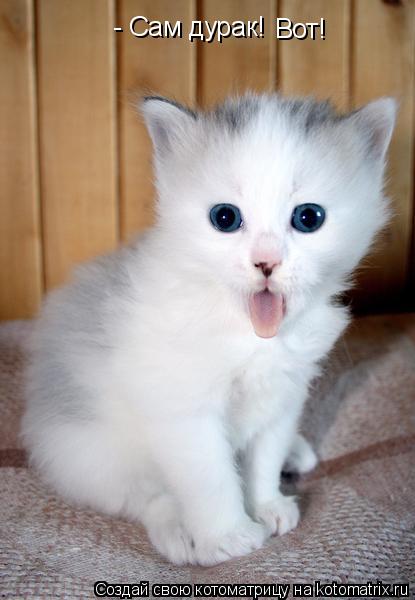 - Сам дурак! Вот!... Котоматрица: - Сам дурак! Вот!