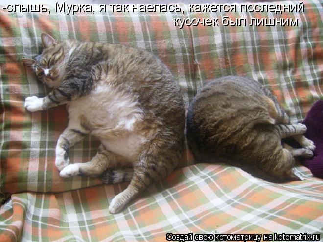 -слышь, Мурка, я так наелась, кажется последний кусочек был лишним... Котоматрица: -слышь, Мурка, я так наелась, кажется последний кусочек был лишним