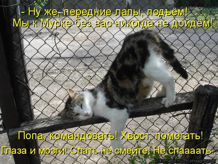- Ну же, передние лапы, подъём! Мы к Мурке без вас никогда не дойдём! Попа, командовать! Хвост, помог... Котоматрица: - Ну же, передние лапы, подъём! Мы к Мурке без вас никогда не дойдём! Попа, командовать! Хвост, помогать! Глаза и мозги! Спать не смейте! Не спаа