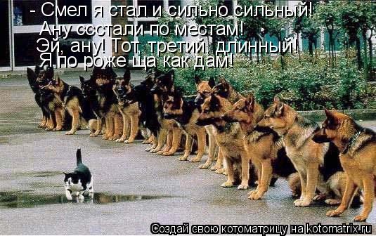- Смел я стал и сильно сильный! Ану ссстали по местам! Эй, ану! Тот, третий, длинный! Я по роже ща ка... Котоматрица: - Смел я стал и сильно сильный! Ану ссстали по местам! Эй, ану! Тот, третий, длинный! Я по роже ща как дам!