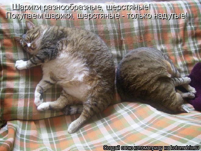 Шарики разнообразные, шерстяные! Покупаем шарики, шерстяные - только надутые!... Котоматрица: Шарики разнообразные, шерстяные! Покупаем шарики, шерстяные - только надутые!