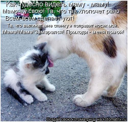 Как чудесно видеть маму - маму! Мамочку свою! Та, что так хлопочет рано Всем-всем сделает уют! Та, чт... Котоматрица: Как чудесно видеть маму - маму! Мамочку свою! Та, что так хлопочет рано Всем-всем сделает уют! Та, что вылижет мне спинку и поправит носик мой.