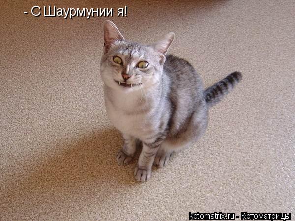 - С Шаурмунии я!... Котоматрица: - С Шаурмунии я!