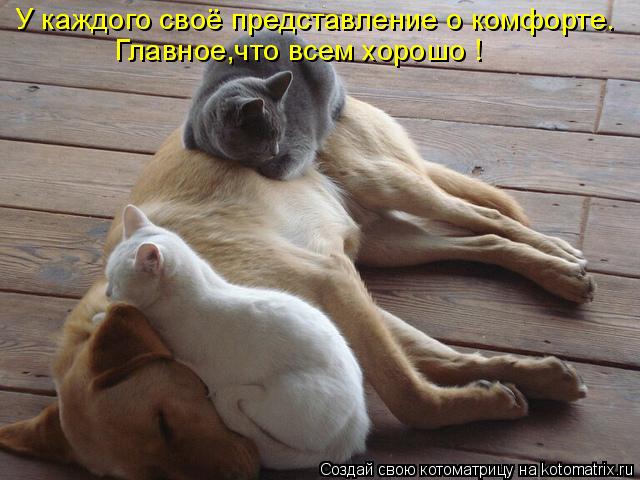 Котоматрица: У каждого своё представление о комфорте. Главное,что всем хорошо !