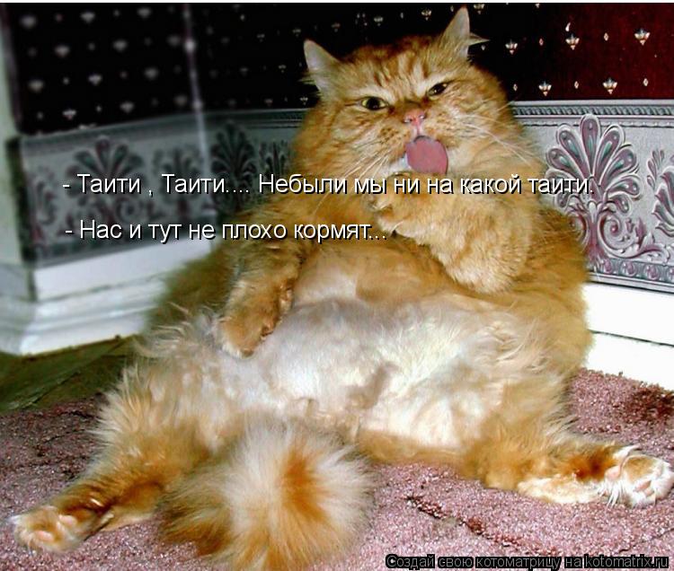 - Таити , Таити.... Небыли мы ни на какой таити. - Нас и тут не плохо кормят...... Котоматрица: - Таити , Таити.... Небыли мы ни на какой таити. - Нас и тут не плохо кормят...
