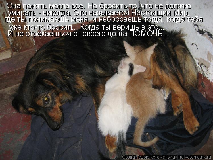 Она понять могла все. Но бросить то, что не должно умирать - никогда. Это называется Настоящий Мир, г... Котоматрица: Она понять могла все. Но бросить то, что не должно умирать - никогда. Это называется Настоящий Мир, где ты понимаешь меня, и небросаешь тогда,
