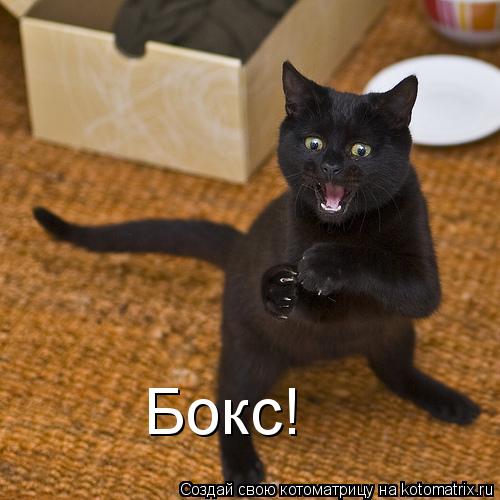 Бокс!... Котоматрица: Бокс!