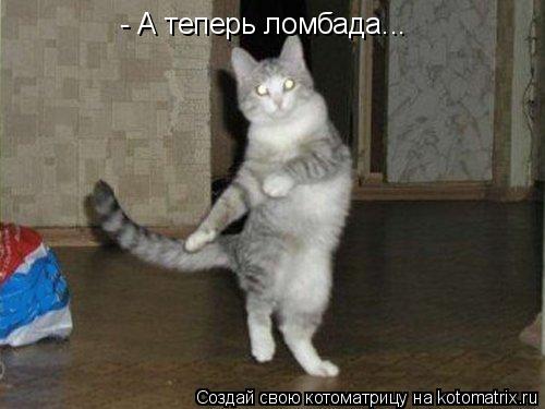 - А теперь ломбада...... Котоматрица: - А теперь ломбада...