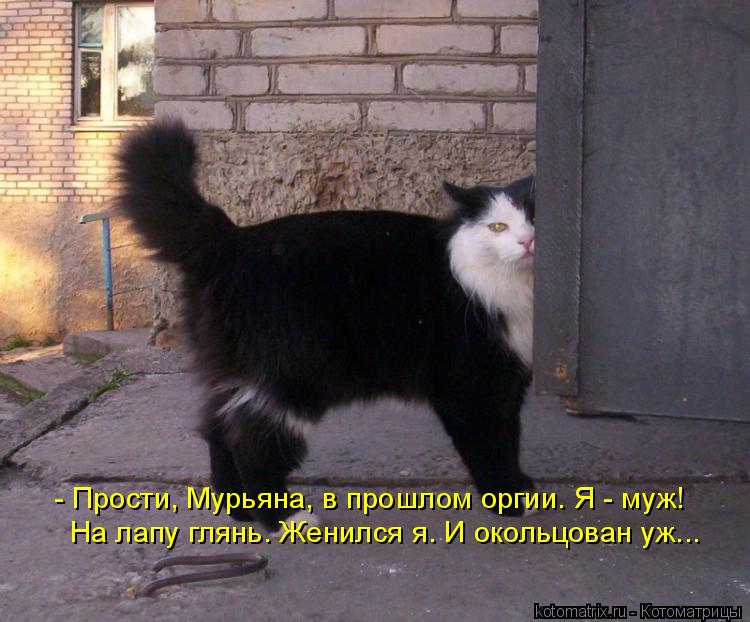 - Прости, Мурьяна, в прошлом оргии. Я - муж! На лапу глянь. Женился я. И окольцован уж...... Котоматрица: - Прости, Мурьяна, в прошлом оргии. Я - муж! На лапу глянь. Женился я. И окольцован уж...