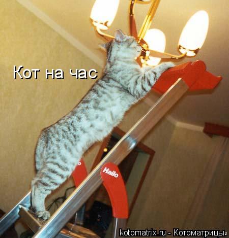 Кот на час... Котоматрица: Кот на час