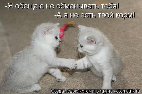 -Я обещаю не обманывать тебя! -А я не есть твой корм!... Котоматрица: -Я обещаю не обманывать тебя! -А я не есть твой корм!