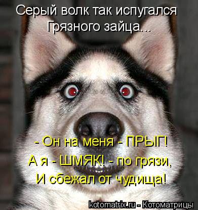 Серый волк так испугался Грязного зайца... - Он на меня - ПРЫГ! А я - ШМЯК! - по грязи, И сбежал от ч... Котоматрица: Серый волк так испугался Грязного зайца... - Он на меня - ПРЫГ! А я - ШМЯК! - по грязи, И сбежал от чудища!