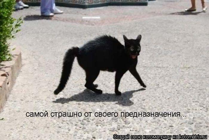 самой страшно от своего предназначения...... Котоматрица: самой страшно от своего предназначения...