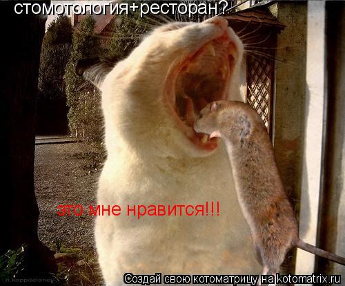 стомотология+ресторан? это мне нравится!!!... Котоматрица: стомотология+ресторан? это мне нравится!!!