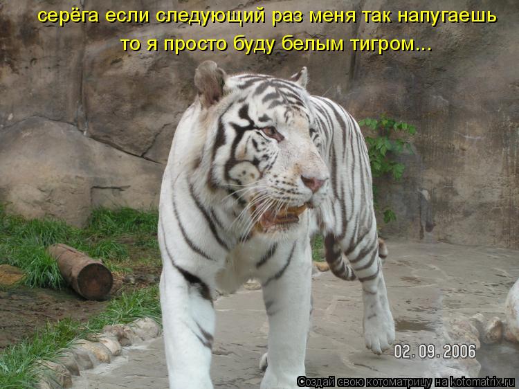 серёга если следующий раз меня так напугаешь то я просто буду белым тигром...... Котоматрица: серёга если следующий раз меня так напугаешь то я просто буду белым тигром...