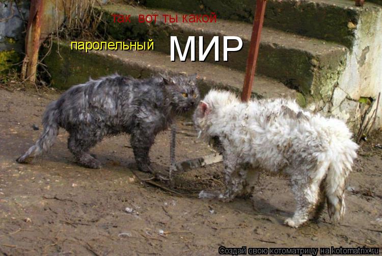 так вот ты какой паролельный МИР... Котоматрица: так вот ты какой паролельный МИР