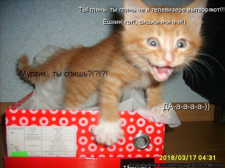 ДА-а-а-а-а-)) -Мурзик , ты спишь?!?!?! ТЫ глянь ты глянь че в телевизере вытворяют!!! Ешкин кот!, си... Котоматрица: ДА-а-а-а-а-)) -Мурзик , ты спишь?!?!?! ТЫ глянь ты глянь че в телевизере вытворяют!!! Ешкин кот!, сиськи-и-и-и-и!)