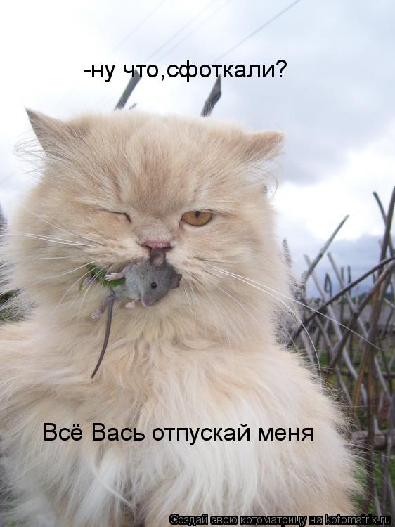 -ну что,сфоткали? Всё Вась отпускай меня... Котоматрица: -ну что,сфоткали? Всё Вась отпускай меня