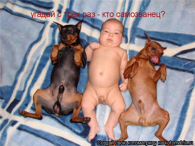 угадай с трех раз - кто самозванец?... Котоматрица: угадай с трех раз - кто самозванец?