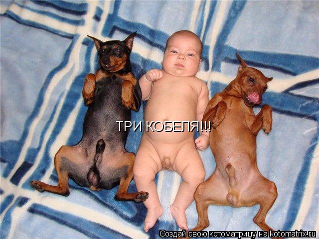 ТРИ КОБЕЛЯ!!!... Котоматрица: ТРИ КОБЕЛЯ!!!